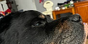 Yugetti Yukhon Bear is registered to the contest to win money with this photo: animal, black_and_brown, calm, canine, clock, close_up, companion, dog, domestic, furniture, household, indoor, lamp, living_room, pet, portrait, relaxing, resting, rottweiler, snout