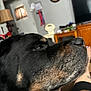 Yugetti Yukhon Bear is registered to the contest to win money with this photo: dog, rottweiler, close_up, indoor, living_room, furniture, clock, lamp, resting, pet, canine, animal, black_and_brown, snout, calm, household, relaxing, domestic, portrait, companion