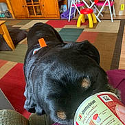 Yugetti Yukhon Bear is registered to the contest to win money with this photo: dog, black_dog, pet, indoor, living_room, carpet, furniture, table, chair, toy_chair, food_container, hand, person, floor, colorful, curious, canine, scrambles, snack_time, cozy