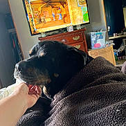 Yugetti Yukhon Bear joined the competition — help win amazing prizes! animation_on_tv, black_dog, blanket, brown_markings, casual, comfort, cozy, dog, furniture, hand, home, indoor, living_room, person_hand, petting, relaxation, resting, soft_texture, television, wooden_dresser
