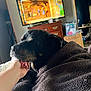 dog, blanket, hand, indoor, furniture, television, wooden_dresser, petting, cozy, living_room, black_dog, brown_markings, comfort, relaxation, person_hand, home, animation_on_tv, soft_texture, resting, casual