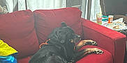 Yugetti Yukhon Bear joined the competition — help win amazing prizes! dog, black_dog, red_couch, blanket, indoor, curtains, living_room, furniture, relaxing, pet, canine, cozy, resting, animal, domestic_animal, comfort, home, window, light, seat