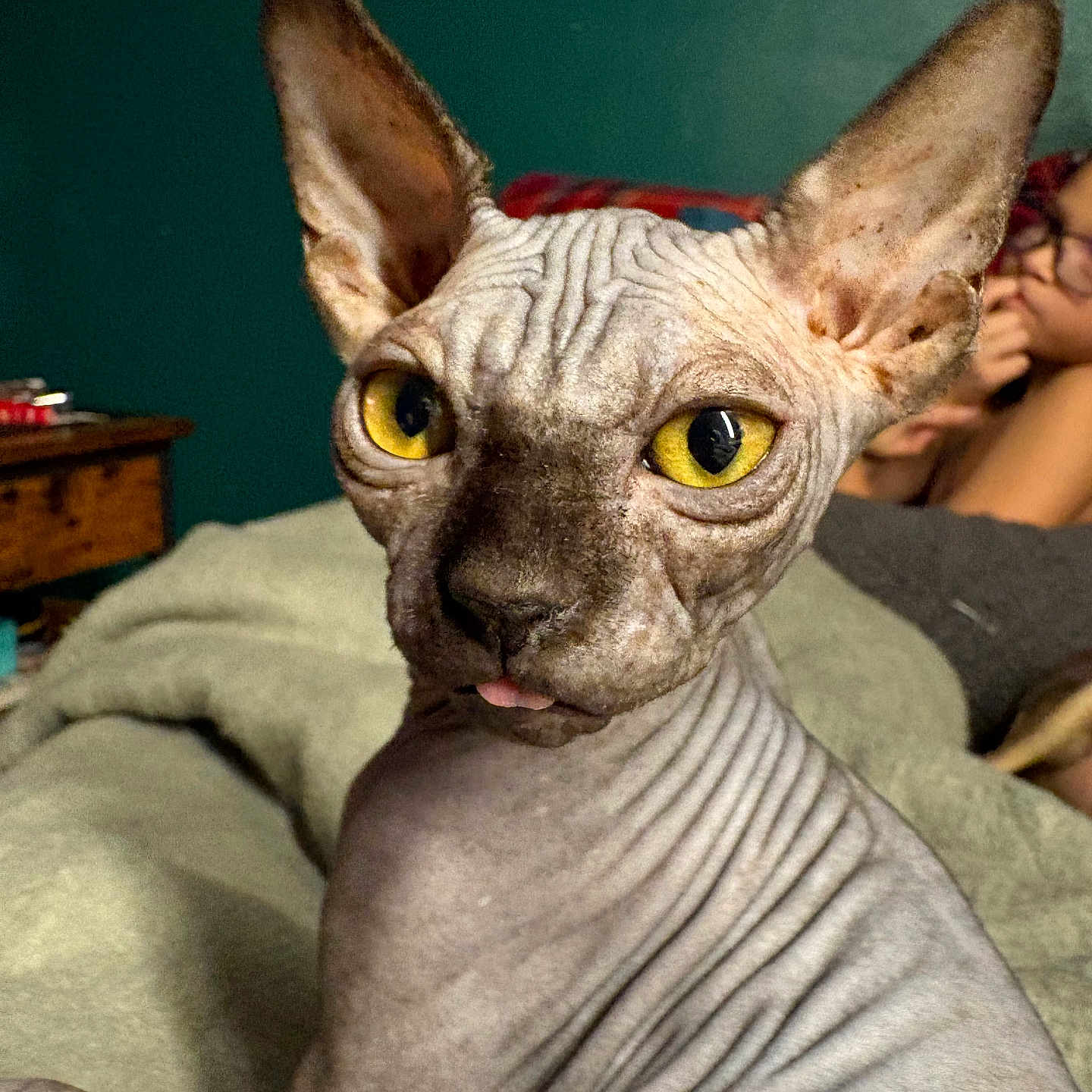 Loki a rejoint le concours — aidez-le/la à gagner de superbes lots ! abyssinian, animal, baby, bed, bedroom, blanket, canine, cat, egyptiancat, face, furniture, head, indoors, kitten, person, pet, photography, portrait, room, siamese