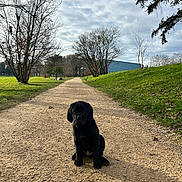 Ares a rejoint le concours — aidez-le/la à gagner de superbes lots ! dog, puppy, black_dog, gravel_path, park, grass, trees, cloudy_sky, outdoors, sitting, centered_subject, cute, portrait, dirt_path, tree_line, background_building, shadow, leaf_litter, bench, daylight