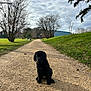 dog, puppy, black_dog, gravel_path, park, grass, trees, cloudy_sky, outdoors, sitting, centered_subject, cute, portrait, dirt_path, tree_line, background_building, shadow, leaf_litter, bench, daylight