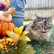 Kiara joined the competition — help win amazing prizes! cat, tabby, long_hair, fluffy, green_eyes, whiskers, ears, animal, pet, autumn, fall, pumpkin, flowers, leaves, berries, grass, outdoor, backyard, fence, portrait