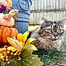 cat, tabby, long_hair, fluffy, green_eyes, whiskers, ears, animal, pet, autumn, fall, pumpkin, flowers, leaves, berries, grass, outdoor, backyard, fence, portrait