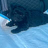 puppy, dog, black_dog, car_seat, seatbelt, pet, animal, fur, cute, looking_up, indoors, resting, young_dog, comfort, pet_pad, car_interior, small_dog, companionship, domestic_animal, curious