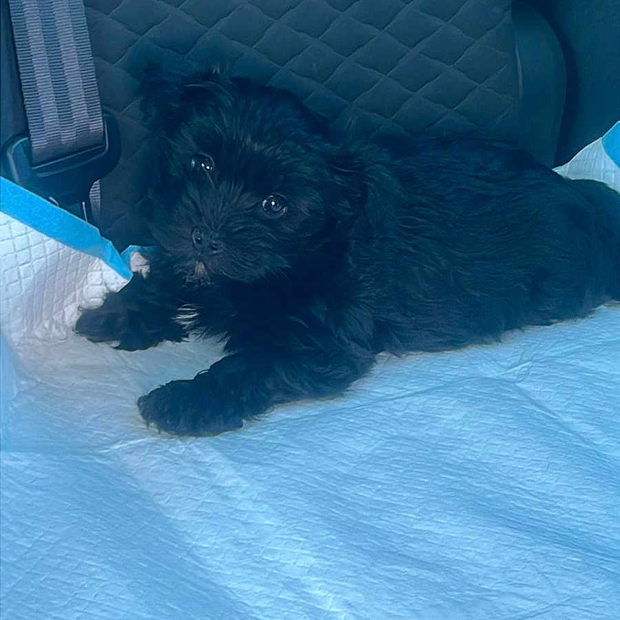 Bolt a rejoint le concours — aidez-le/la à gagner de superbes lots ! puppy, dog, black_dog, car_seat, seatbelt, pet, animal, fur, cute, looking_up, indoors, resting, young_dog, comfort, pet_pad, car_interior, small_dog, companionship, domestic_animal, curious