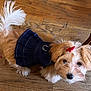 dog, small_dog, puppy, fluffy, skirt, clothing, bow, red_bow, wooden_floor, flooring, pet, cute, looking_up, indoor, domestic_animal, fur, tail, ears, black_nose, adorable
