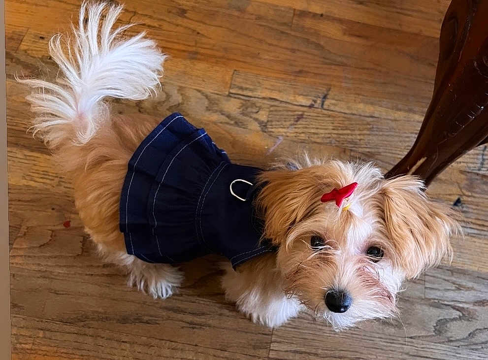 Bella