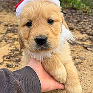 Amy a rejoint le concours — aidez-le/la à gagner de superbes lots ! puppy, golden_retriever, dog, animal, cute, christmas_hat, outdoor, hand, fur, pet, closeup, young, adorable, nature, portrait, mammal, holiday, festive, soft, friendly
