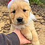 puppy, golden_retriever, dog, animal, cute, christmas_hat, outdoor, hand, fur, pet, closeup, young, adorable, nature, portrait, mammal, holiday, festive, soft, friendly