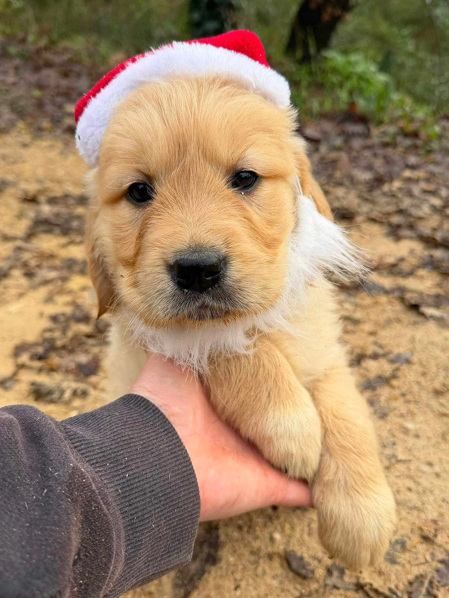 Amy a rejoint le concours — aidez-le/la à gagner de superbes lots ! puppy, golden_retriever, dog, animal, cute, christmas_hat, outdoor, hand, fur, pet, closeup, young, adorable, nature, portrait, mammal, holiday, festive, soft, friendly