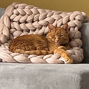 Copper joined the competition — help win amazing prizes! cat, orange_tabby, feline, pet, cozy, blanket, knit, chunky_knit, couch, furniture, indoor, relaxed, sleepy, fur, whiskers, paws, home, comfort, resting, animal