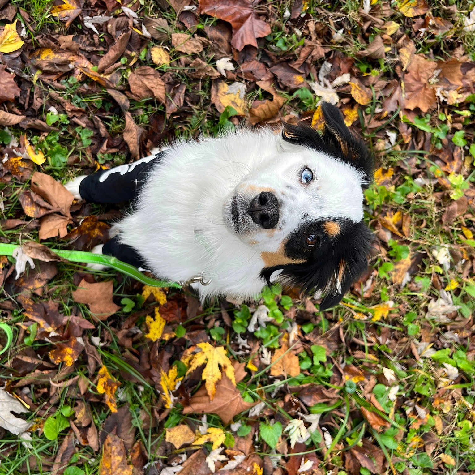 Blossom joined the competition — help win amazing prizes! canidae, carnivore, companion_dog, dog, dog_breed, fur, grass, groundcover, non_sporting_group, plant, snout, soil, sporting_group, terrestrial_animal, toy, toy_dog