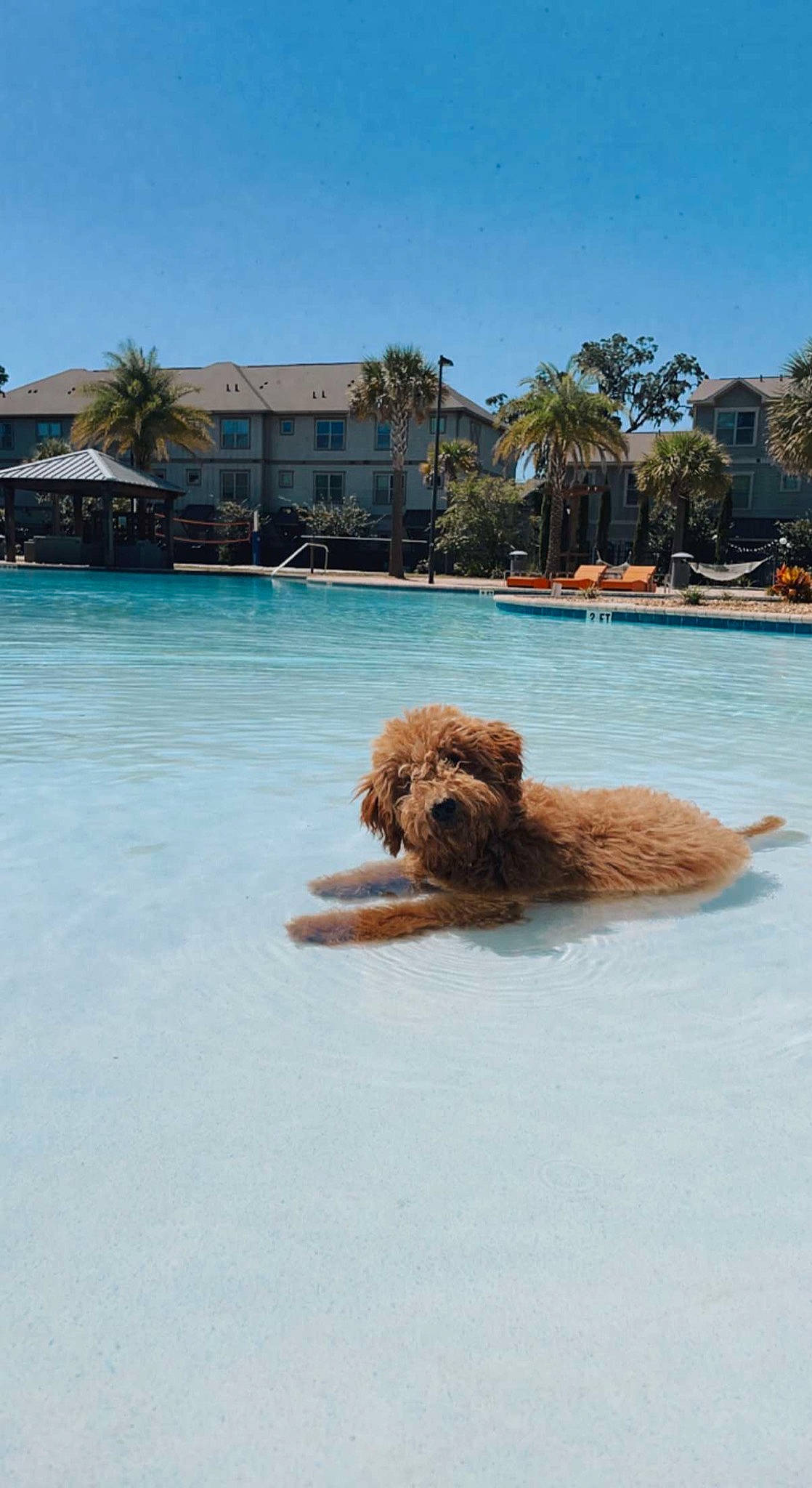 River joined the competition — help win amazing prizes! beach, building, carnivore, companion_dog, dog, dog_breed, fawn, fun, leisure, liver, ocean, palm_tree, sky, sporting_group, swimming_pool, tree, tropics, water, water_dog, working_animal