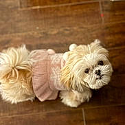 Lily Belle joined the competition — help win amazing prizes! animal, companion, cute, dog, eyes, fluffy, fur, hardwood_floor, indoor, knitwear, looking_up, pet, pink_sweater, portrait, small_dog, sweater, tan_fur, top_down, white_fur, wood_floor