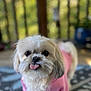 Lily Belle is registered to the contest to win money with this photo: adorable, big_eyes, blurred_background, bokeh, closeup, cute, dog, fur, indoors, nose, paw, pet, pink_sweater, portrait, rug, shih_tzu, small_dog, sweater, tongue_out, wooden_deck