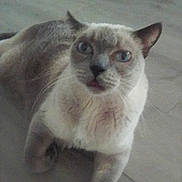 Wally is registered to the contest to win money with this photo: cat, siamese_cat, pet, feline, blue_eyes, whiskers, fur, ears, paw, indoor, tile_floor, floor, close_up, portrait, sitting, looking_up, cute, curious, domestic_animal, mammal