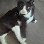 Freddy Mercury joined the competition — help win amazing prizes! animal, black_and_white, cat, closeup, curious, cute, domestic, eyes, face, feline, floor, fur, indoor, looking, lying_down, mammal, paw, pet, resting, whiskers