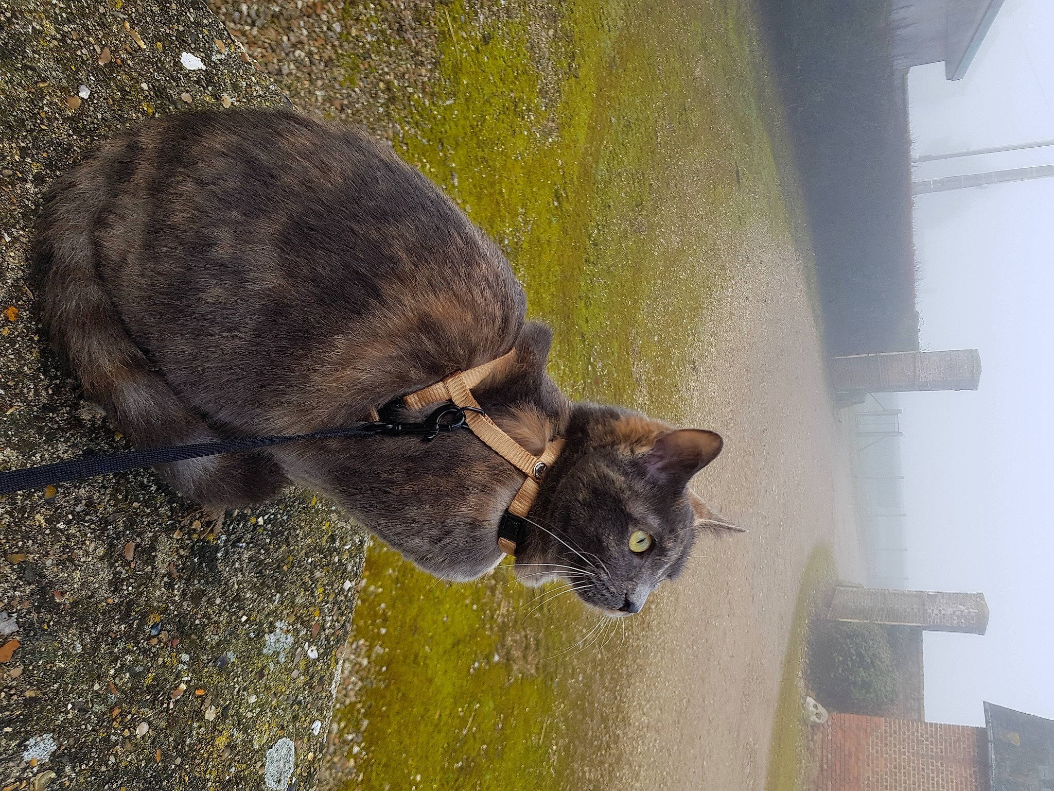 Kili participe au concours pour gagner de l'argent avec cette photo : carnivore, cat, domestic_short_haired_cat, felidae, fur, grass, grey, small_to_medium_sized_cats, snout, tail, terrestrial_animal, whiskers, wildlife