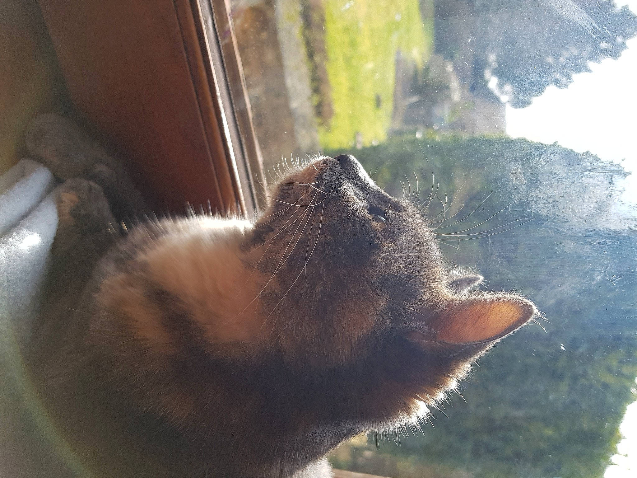 Kili a rejoint le concours — aidez-le/la à gagner de superbes lots ! canidae, carnivore, cat, dog_breed, domestic_short_haired_cat, eye, fawn, felidae, fur, mammal, plant, small_to_medium_sized_cats, snout, tail, terrestrial_animal, tints_and_shades, vertebrate, whiskers, window, wood