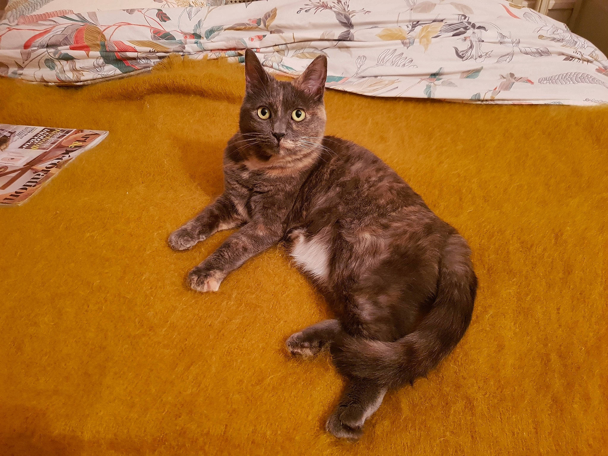 Kili a rejoint le concours — aidez-le/la à gagner de superbes lots ! black_cat, carnivore, cat, cat_toy, claw, comfort, domestic_short_haired_cat, fawn, felidae, flooring, fur, hardwood, liver, paw, small_to_medium_sized_cats, snout, tail, terrestrial_animal, whiskers, wood