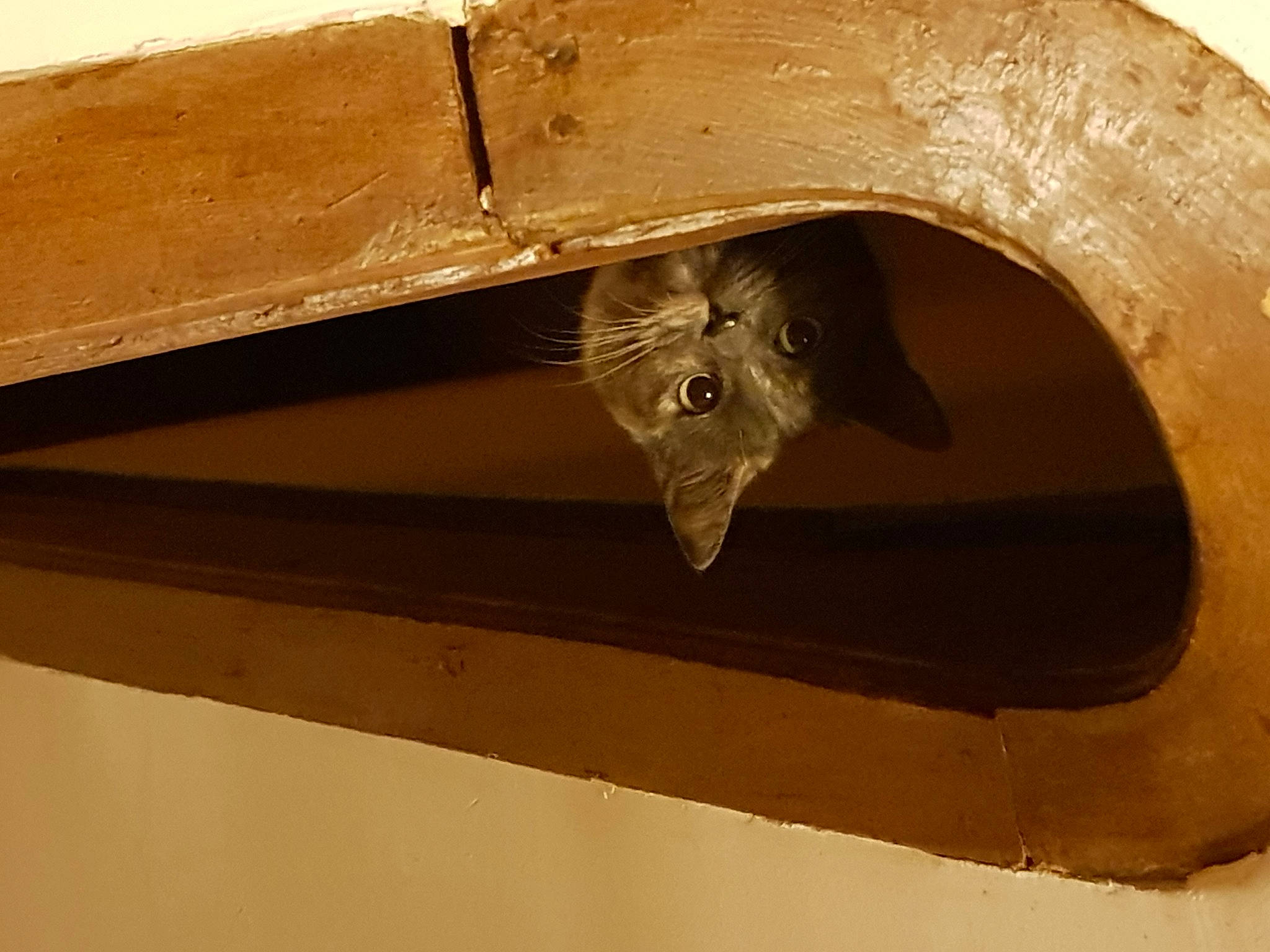 Kili a rejoint le concours — aidez-le/la à gagner de superbes lots ! beam, brown, cat, ceiling, hardwood, metal, natural_material, plywood, tints_and_shades, wood, wood_stain