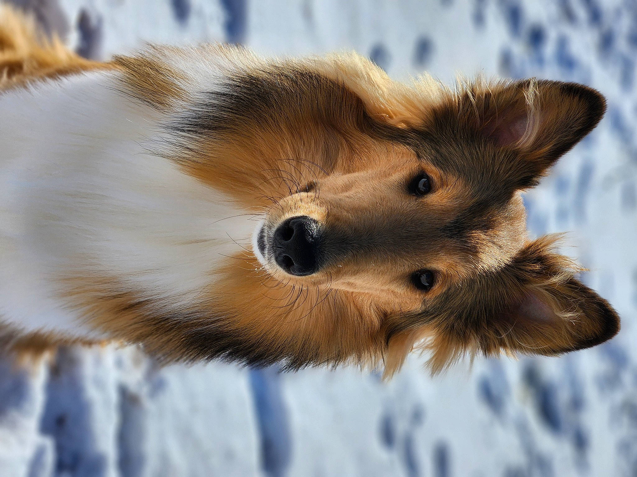 Sprout is registered to the contest to win money with this photo: canidae, carnivore, claw, companion_dog, dog_breed, eyelash, fawn, felidae, fur, paw, plant, rodent, small_to_medium_sized_cats, snout, snow, sporting_group, tail, terrestrial_animal, whiskers, wildlife