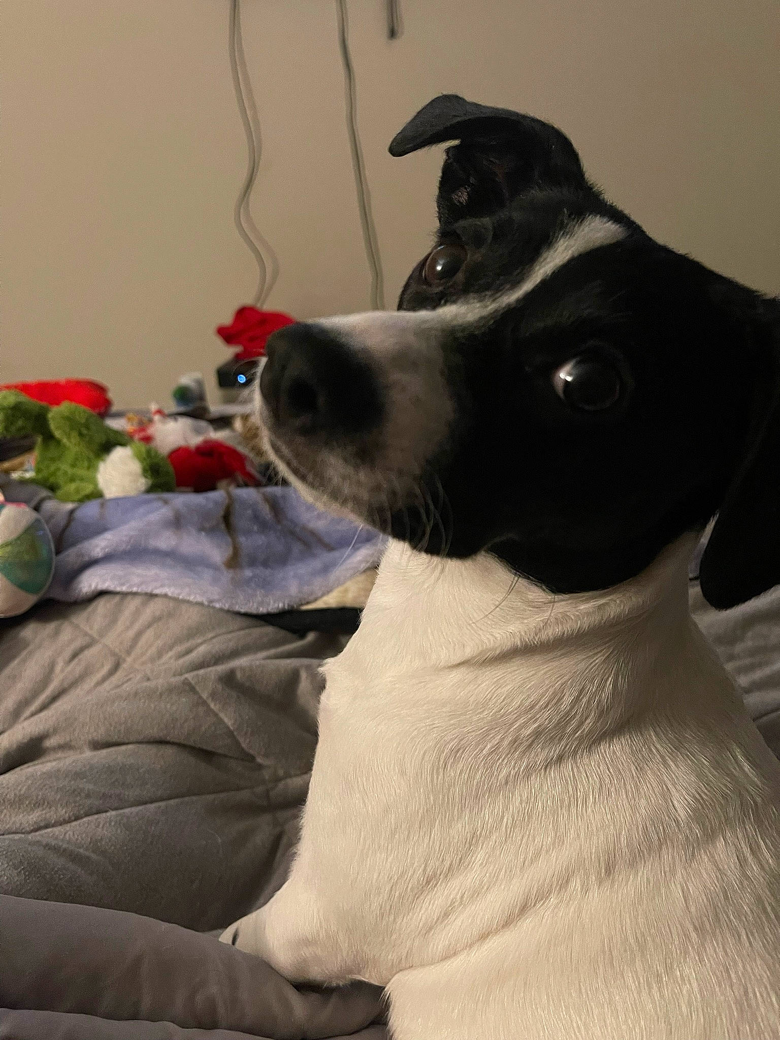 Hope is registered to the contest to win money with this photo: canidae, carmine, carnivore, comfort, companion_dog, couch, dog, dog_breed, ear, fawn, fur, grey, guard_dog, linens, sitting, sporting_group, vertebrate, whiskers, working_animal, working_dog