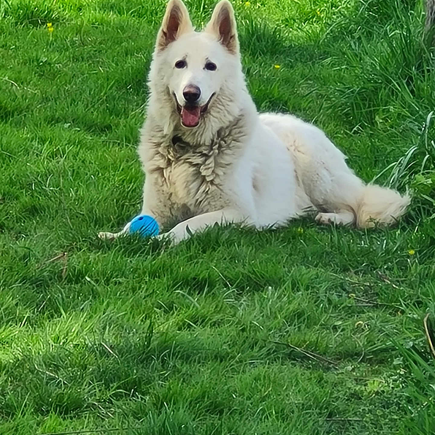 Toby a rejoint le concours — aidez-le/la à gagner de superbes lots ! animal, ball, canine, dog, eskimodog, football, grass, green, husky, lawn, nature, outdoors, pet, plant, puppy, soccer, soccerball, sport, whitedog, yard