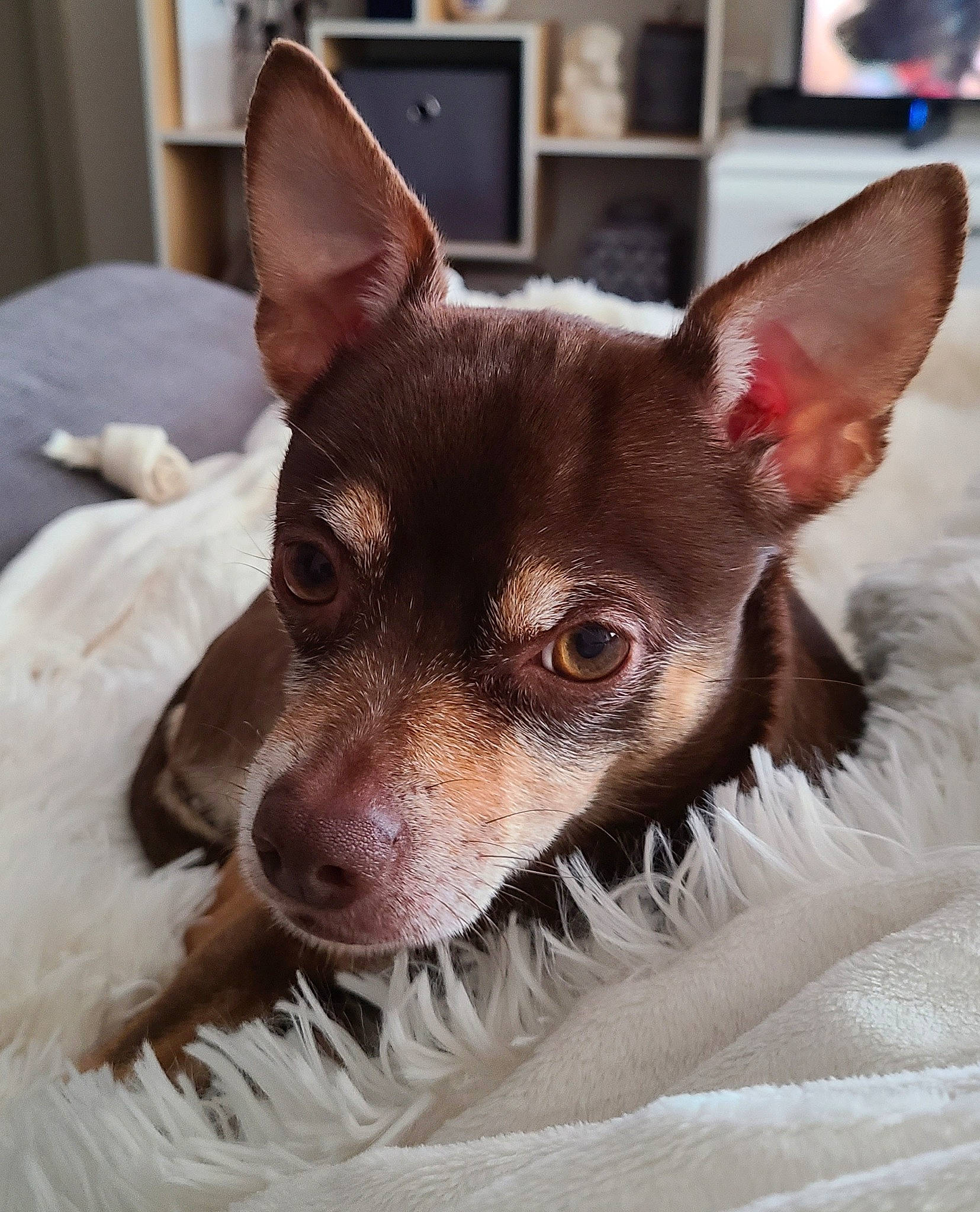 Dixie is registered to the contest to win money with this photo: canidae, carnivore, chihuahua, corgi_chihuahua, dog, dog_breed, ear, english_toy_terrier, feist, mammal, miniature_fox_terrier, prazsky_krysarik, rare_breed_dog, rat_terrier, russkiy_toy, snout, teddy_roosevelt_terrier, tenterfield_terrier, toy_fox_terrier, vertebrate