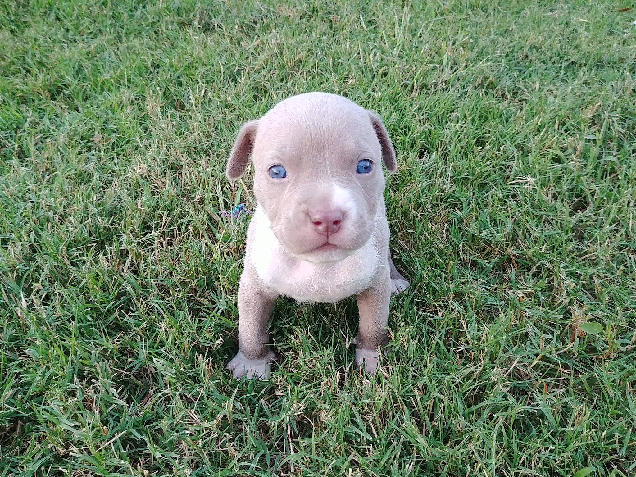 Marley joined the competition — help win amazing prizes! american_pit_bull_terrier, american_staffordshire_terrier, canidae, carnivore, dog, dog_breed, fawn, grass, mammal, non_sporting_group, pit_bull, puppy, snout, sporting_group, vertebrate, weimaraner