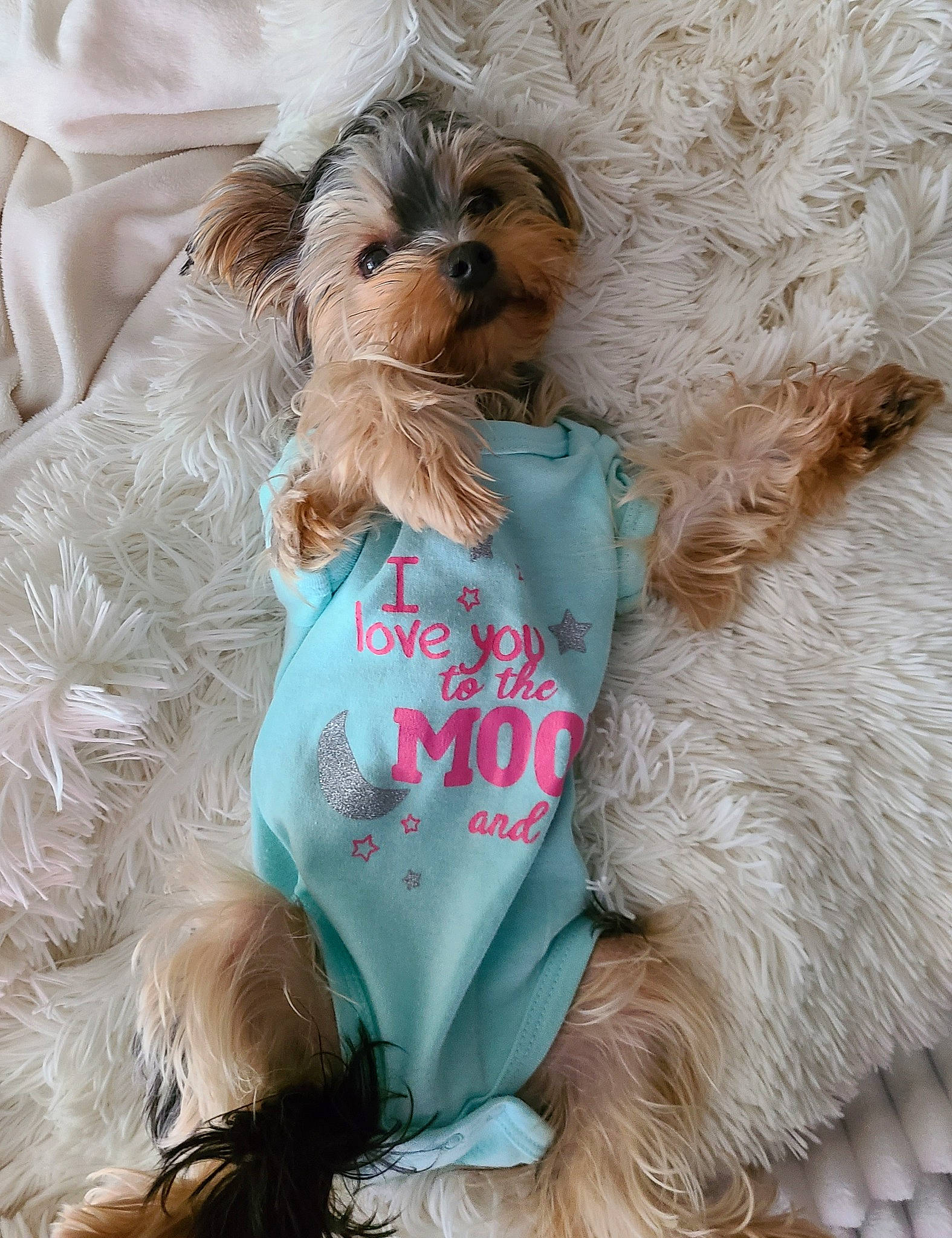Sadie Grace joined the competition — help win amazing prizes! canidae, carnivore, cavachon, chinese_imperial_dog, companion_dog, dog, dog_breed, dog_clothes, dog_supply, fur, maltepoo, morkie, puppy, puppy_love, schnoodle, shih_tzu, terrier, toy_dog, yorkipoo, yorkshire_terrier