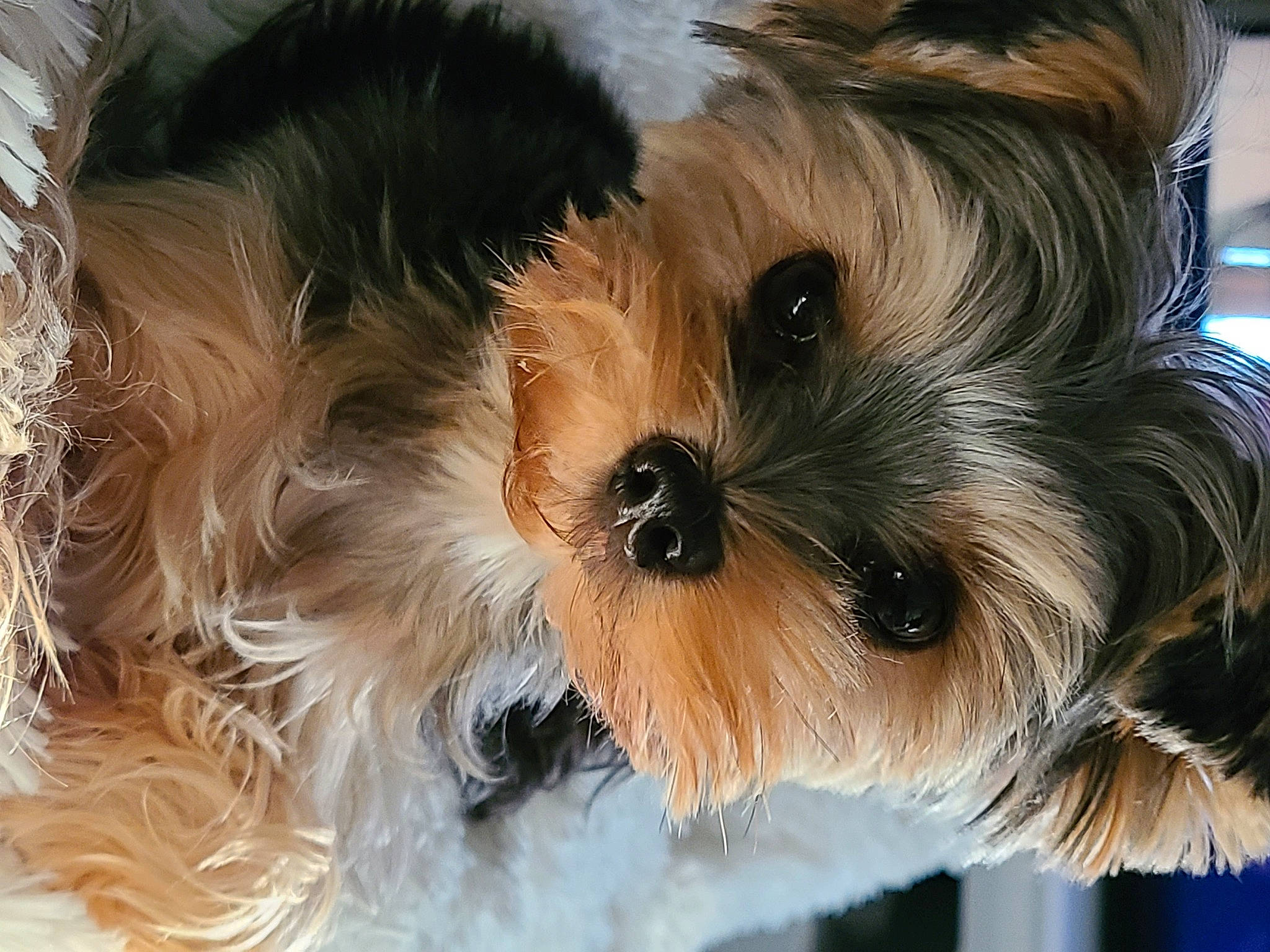 Sadie Grace joined the competition — help win amazing prizes! biewer_terrier, canidae, carnivore, chinese_imperial_dog, close_up, companion_dog, dog, dog_breed, maltepoo, mammal, morkie, puppy, schnoodle, shih_tzu, small_terrier, snout, terrier, toy_dog, vertebrate, yorkshire_terrier