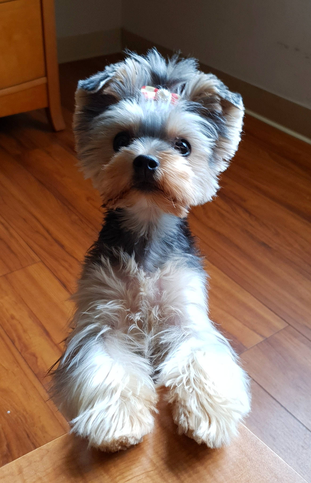 Sadie Grace is registered to the contest to win money with this photo: biewer_terrier, canidae, carnivore, companion_dog, dog, dog_breed, glen_of_imaal_terrier, maltepoo, mammal, miniature_schnauzer, morkie, puppy, schnauzer, small_terrier, snout, sporting_lucas_terrier, standard_schnauzer, terrier, vertebrate, yorkshire_terrier