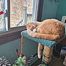 Newman joined the competition — help win amazing prizes! animal, carpeted, cat, cat_tree, cozy, curled_up, daylight, decor, furniture, home, indoor, orange_cat, pet, plants, quiet, relaxed, resting, sleeping, sunlight, window