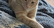 Newman joined the competition — help win amazing prizes! animal, blanket, carpet, cat, cozy, cute, ears, eyes, feline, fur, home, indoor, orange_cat, paws, pet, relaxing, resting, soft_texture, tabby_cat, whiskers