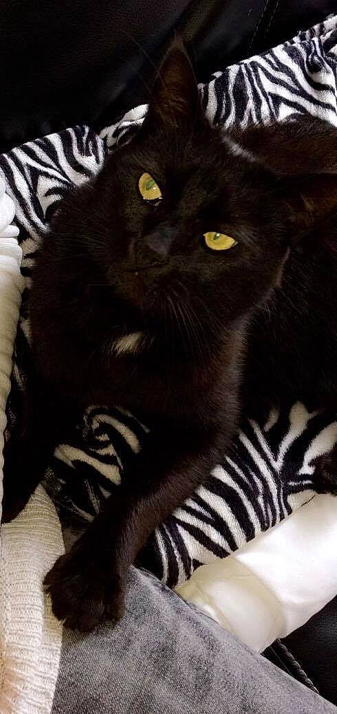 Didi participe au concours pour gagner de l'argent avec cette photo : black_cat, cat, cat_like_mammal, domestic_short_haired_cat, fur, mammal, small_to_medium_sized_cats, whiskers