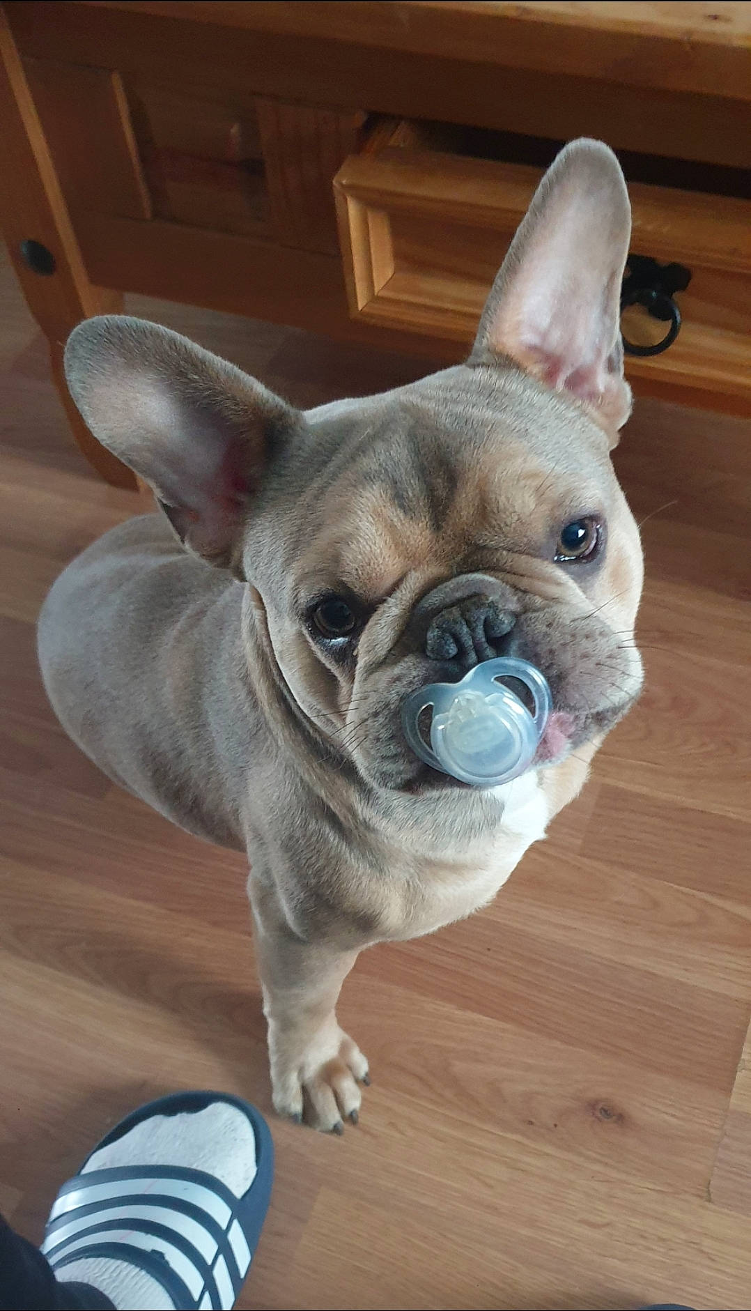 Bruce is registered to the contest to win money with this photo: bulldog, canidae, carnivore, comfort, companion_dog, dog, dog_breed, ear, fawn, flooring, french_bulldog, hardwood, snout, sporting_group, terrestrial_animal, toy_dog, whiskers, wood, working_animal, wrinkle