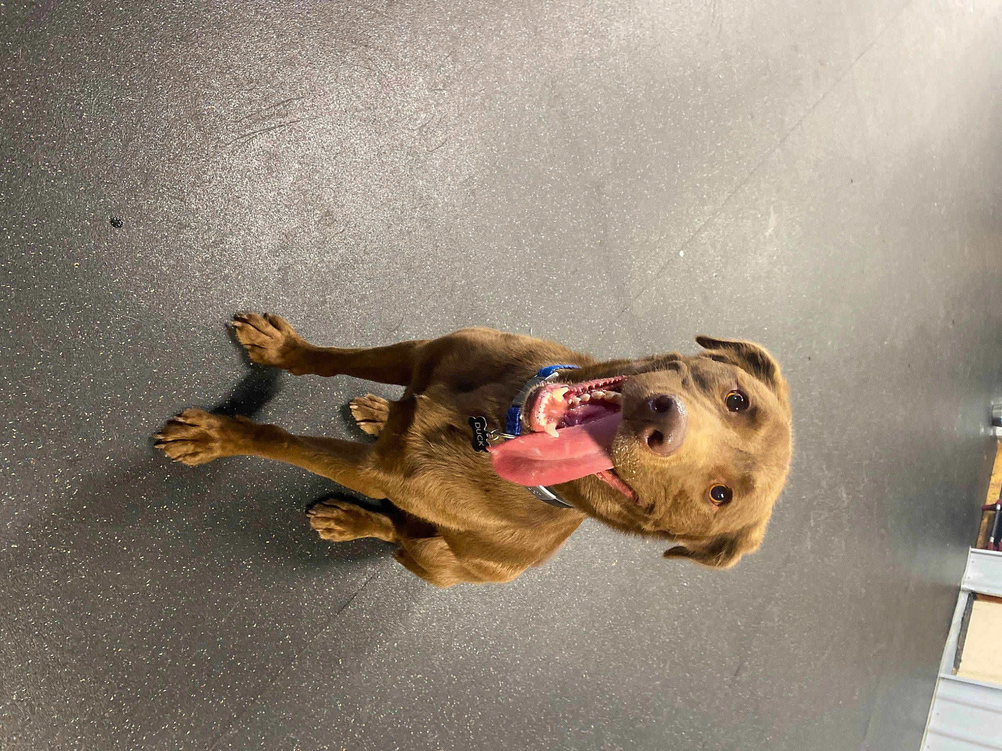 Duck is registered to the contest to win money with this photo: canidae, carnivore, collar, companion_dog, dog, dog_breed, dog_collar, fawn, fur, guard_dog, leash, liver, non_sporting_group, paw, pet_supply, snout, sporting_group, tail, working_animal, working_dog