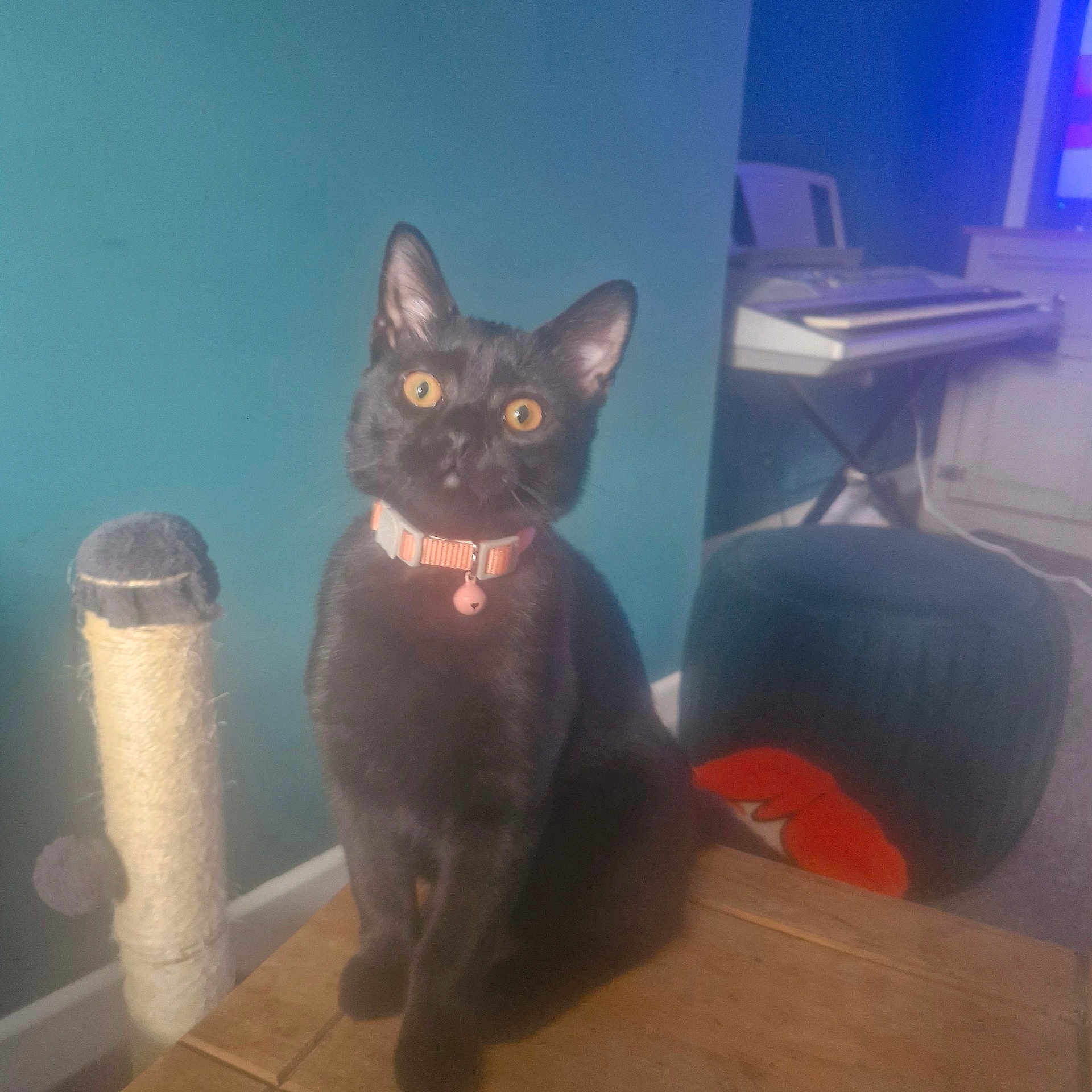 Bonnie joined the competition — help win amazing prizes! cat, black_cat, collar, scratching_post, wooden_surface, indoor, pet, feline, yellow_eyes, curious, sitting, furniture, keyboard, pouf, orange, fox_design, room, home, cozy, domestic