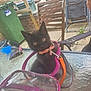 Bonnie joined the competition — help win amazing prizes! black_cat, kitten, bag, glass_table, outdoor, chair, patio, leash, collar, curious, pet, furniture, garden, concrete, plastic_bag, eye_contact, small_animal, pet_accessory, domestic_animal, tabletop