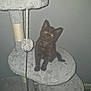 Bonnie is registered to the contest to win money with this photo: kitten, cat, cat_tree, pet, animal, feline, black_cat, indoor, toy, curious, young, fluffy, cute, playful, fur, small, domestic_animal, whiskers, ears, paws