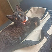 Bonnie joined the competition — help win amazing prizes! kitten, cat, black_cat, pet, collar, bell, bag, indoor, feline, cute, animal, resting, curious, young_cat, closeup, domestic_cat, fluffy, orange_collar, soft_fur, relaxed