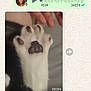 cat, paw, paw_pads, close_up, fluffy, animal, pet, whatsapp, chat, voice_message, hand, fingers, blurred_background, text_message, screen_capture, mobile_phone, conversation, communication, messaging_app, digital