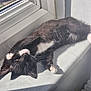 cat, kitten, tuxedo_cat, lying_down, windowsill, sunlight, whiskers, black_and_white, pet, animal, cute, relaxed, indoor, fur, paw, curious, shadow, resting, young, domestic_cat