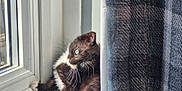 Sushi is registered to the contest to win money with this photo: kitten, cat, black_and_white, blue_eyes, window, windowsill, curtain, sunlight, pet, animal, indoor, cozy, feline, young_animal, whiskers, curious, resting, cute, domestic_cat, home