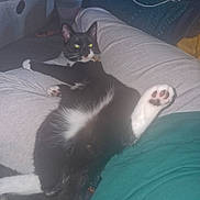 Sushi joined the competition — help win amazing prizes! cat, black_and_white_cat, pet, animal, relaxed, lying_down, paw, indoor, person, clothing, lap, feline, cozy, home, casual, resting, whiskers, cute, comfortable, domestic